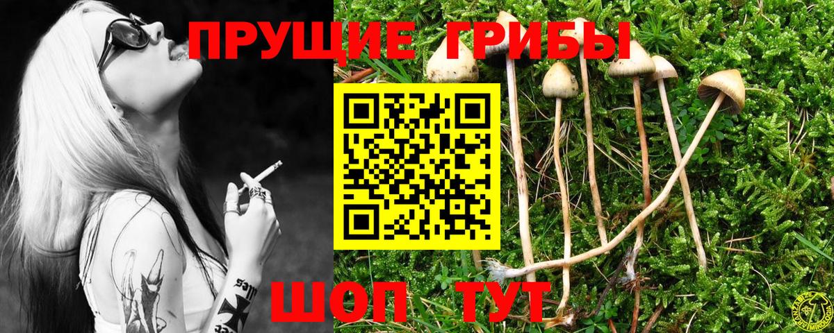 Псилоцибиновые грибы Cubensis Дербент